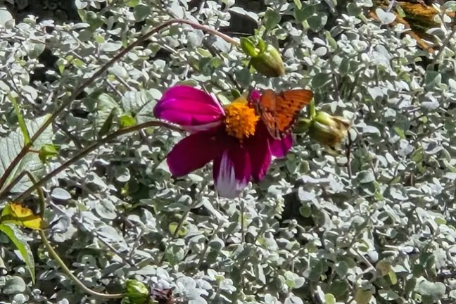 Butterfly on a pink flower amid silvery foliage.