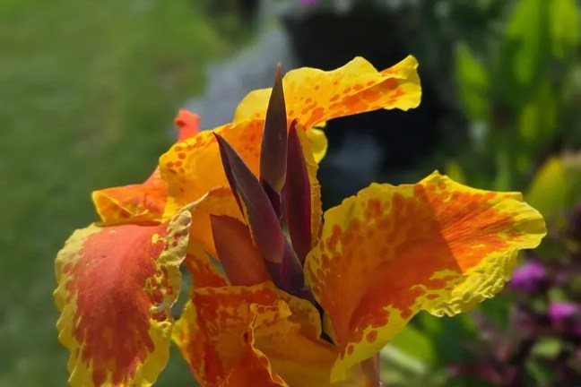 Bright orange and yellow flower with blurred green garden background.