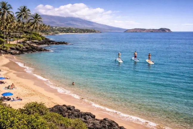 Beach with palm trees, three paddleboarders on calm sea, and distant island view.