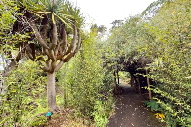Garden path surrounded by dense bamboo and a dragon tree.