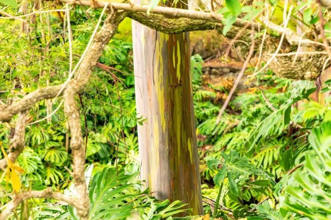 Colorful tree trunk surrounded by lush green foliage.