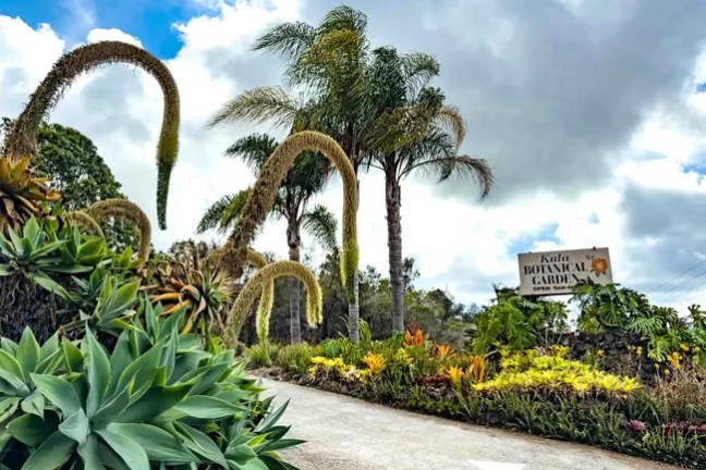 Botanical garden entrance with tall plants and palm trees under a cloudy sky.