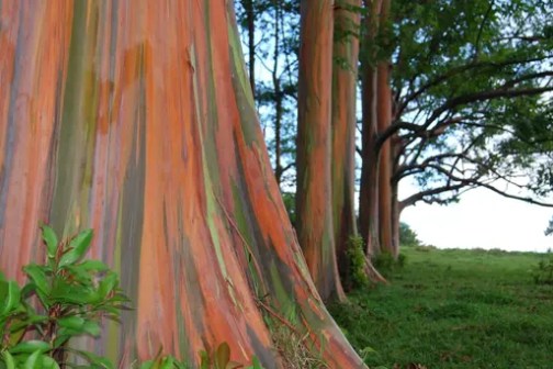 Colorful bark of eucalyptus trees in a grassy area.