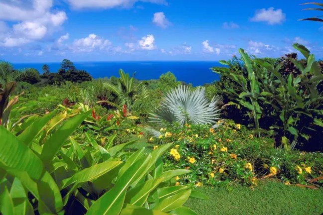Lush tropical garden with diverse plants overlooking the ocean under a blue sky.