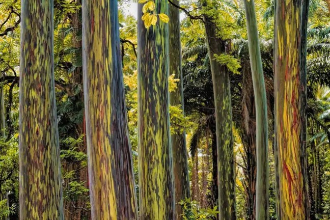 Dense forest with colorful, patterned tree trunks and lush green foliage.