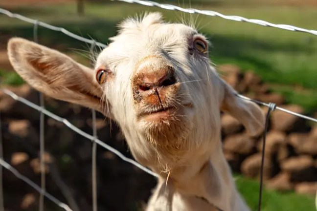 Goat peering through a wire fence with curious expression.