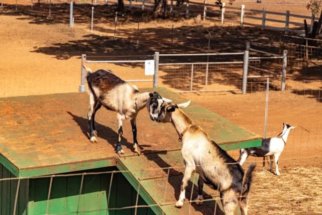 Two goats playfully butting heads on a platform, another goat nearby in a fenced area.