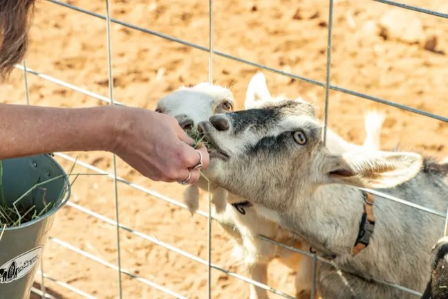 Person feeding grass to goats through a wire fence.